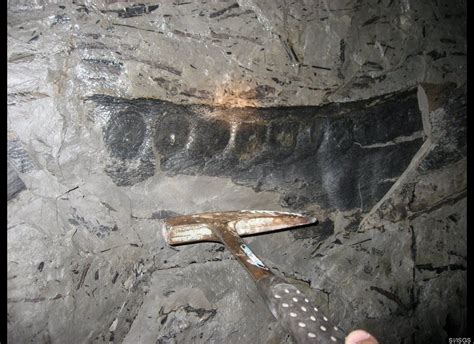 While exploring a coal mine, scientists found plant fossils in the .